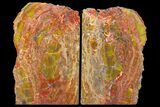 Tall, Arizona Petrified Wood Bookends - Red & Yellow #131795-1